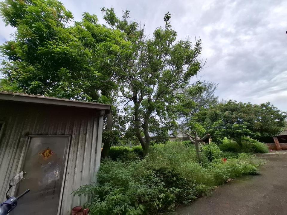 園藝維護案件圖片