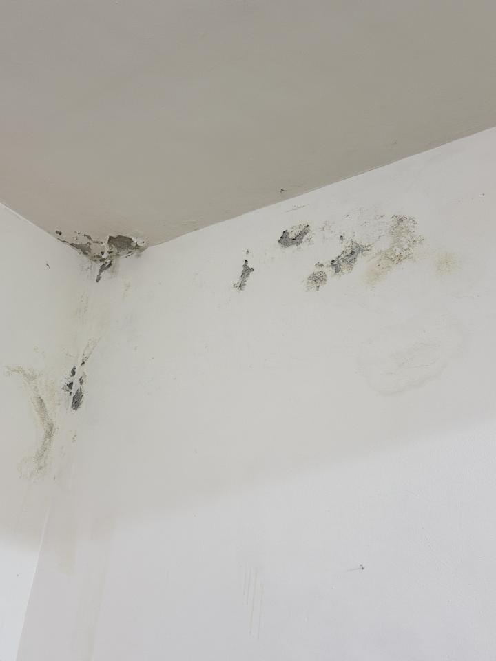壁癌處理案件圖片