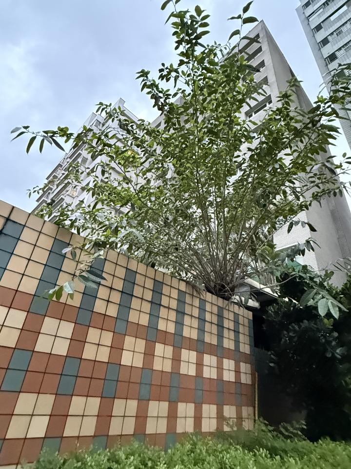 園藝維護案件圖片