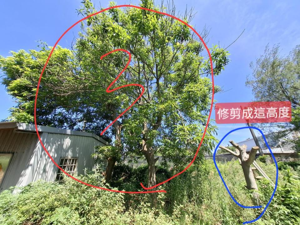 園藝維護案件圖片