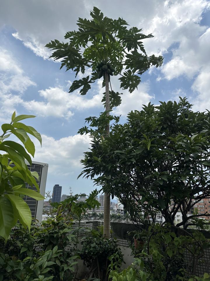 園藝維護案件圖片