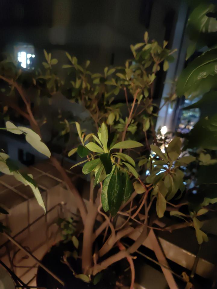 植物診療師案件圖片