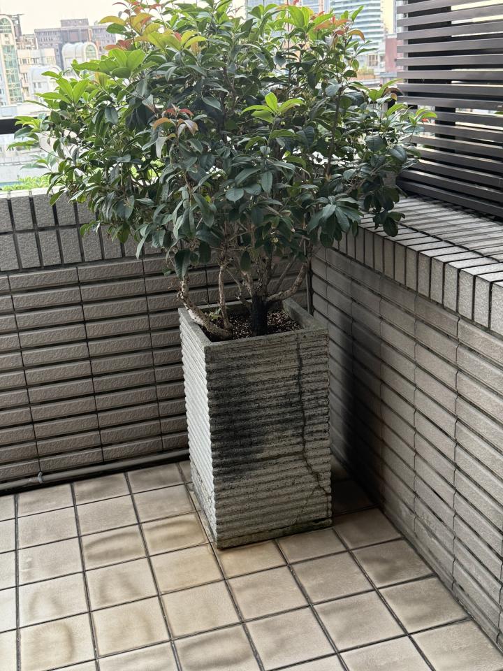 園藝維護案件圖片