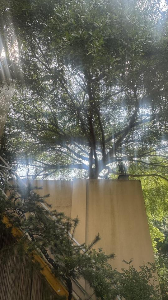 園藝維護案件圖片