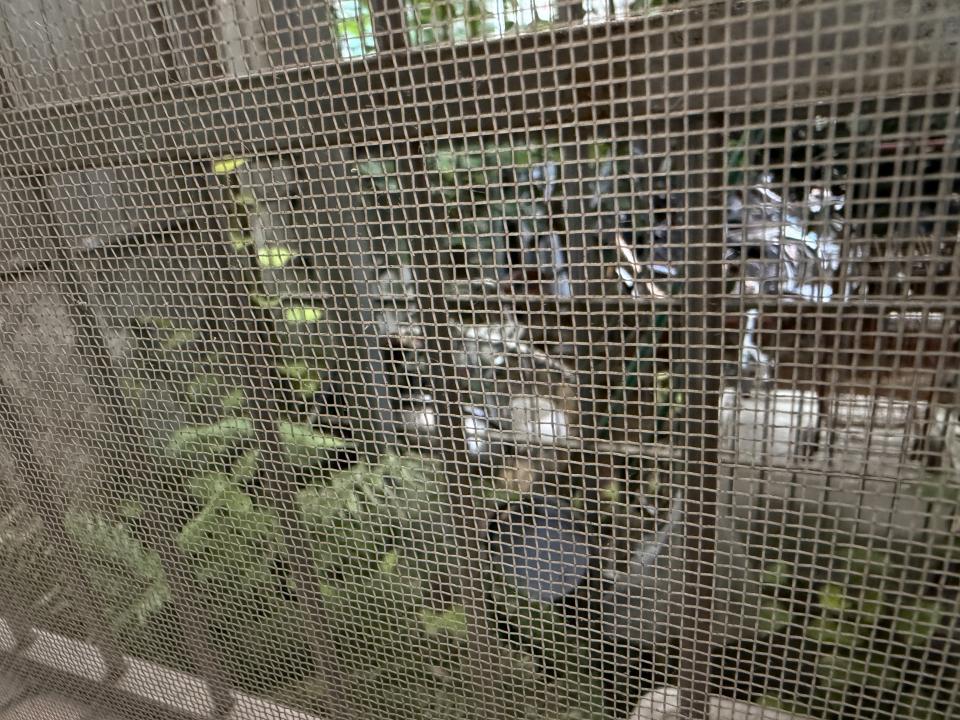 園藝維護案件圖片