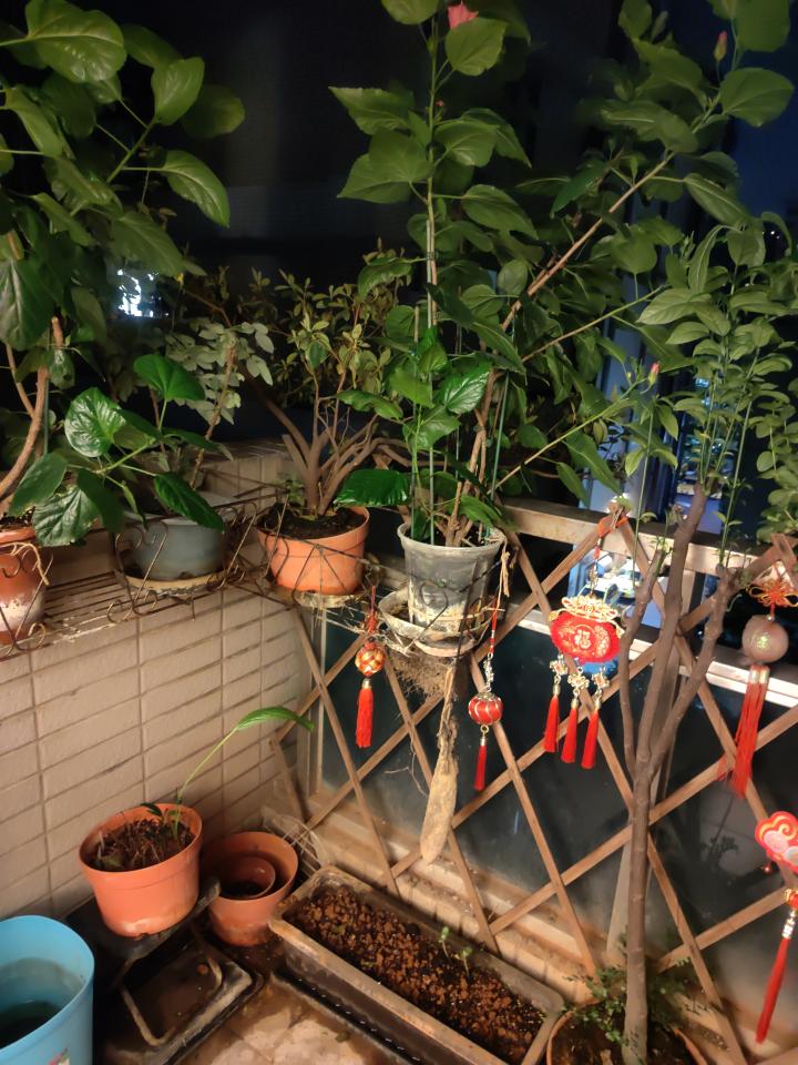 植物診療師案件圖片