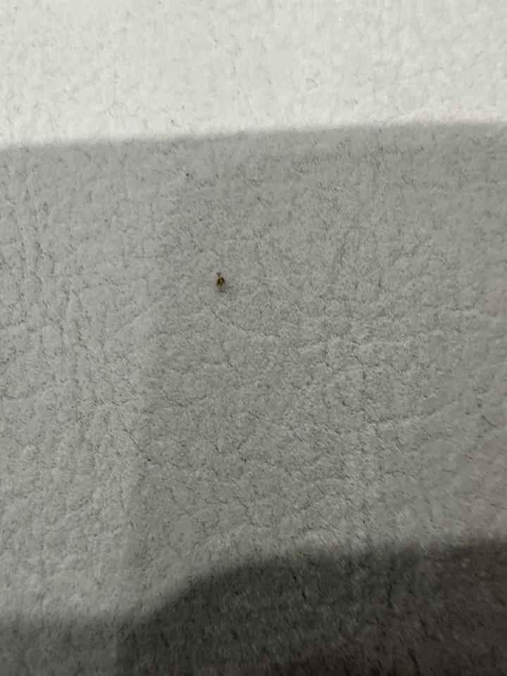 沙發清潔案件圖片