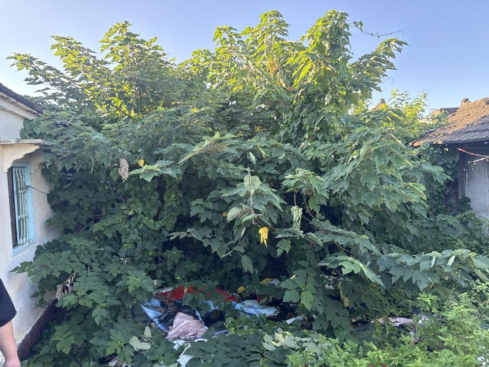 園藝維護案件圖片