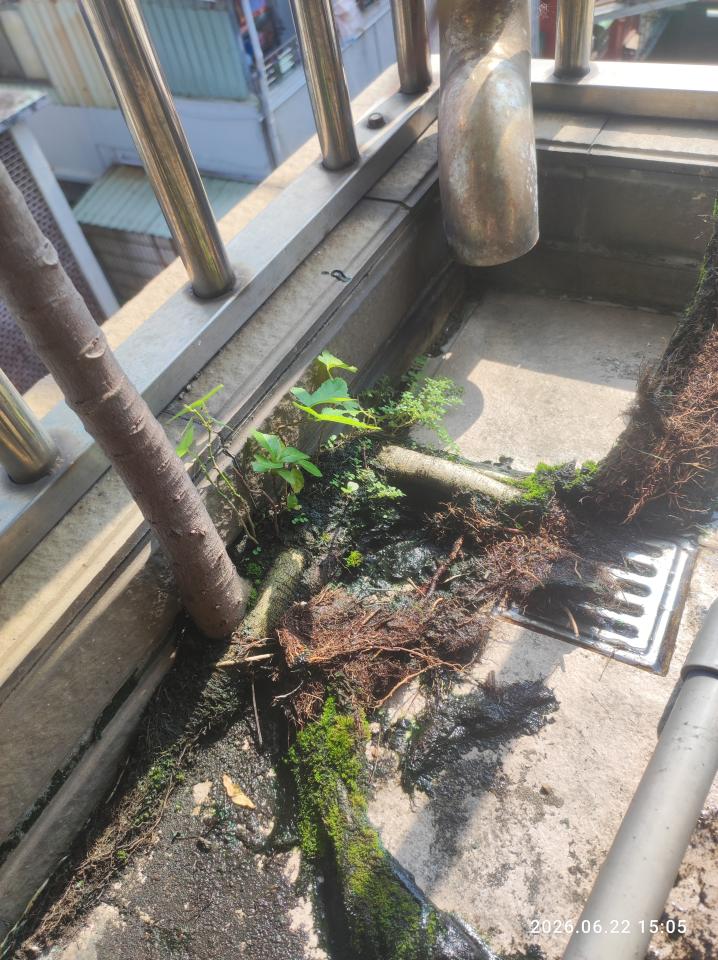 園藝維護案件圖片