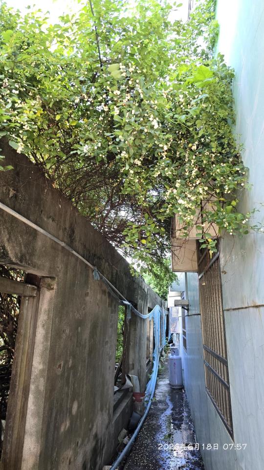 園藝維護案件圖片