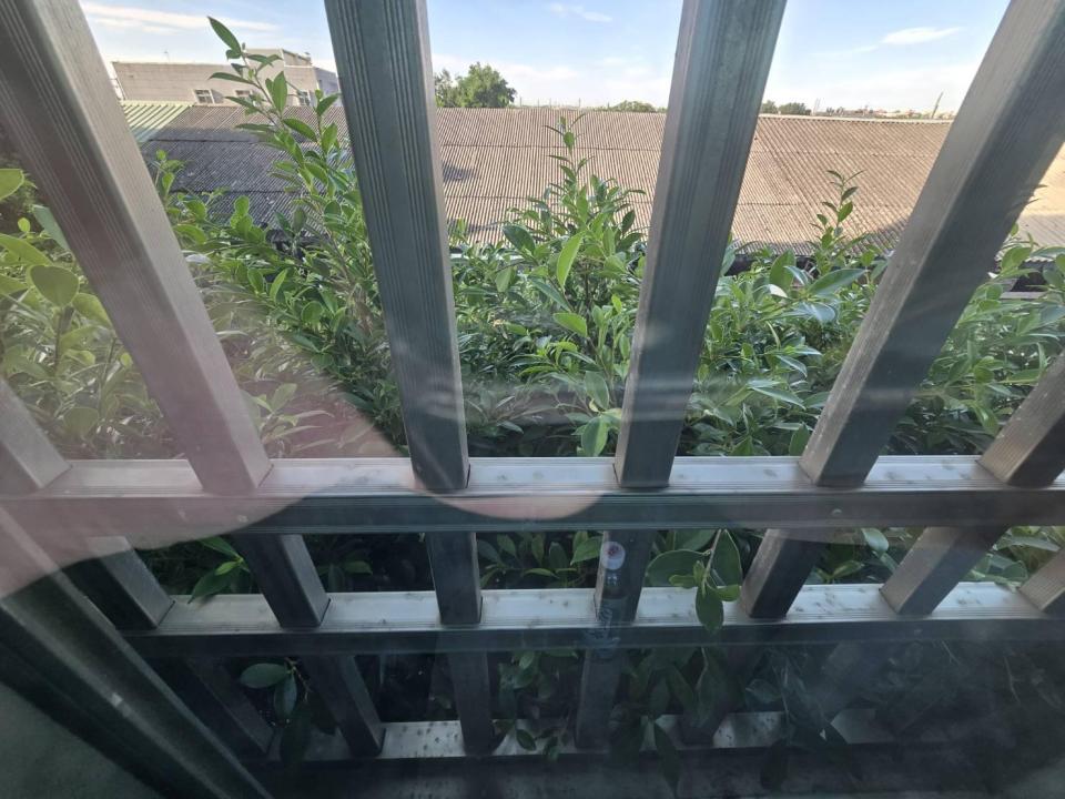 園藝維護案件圖片
