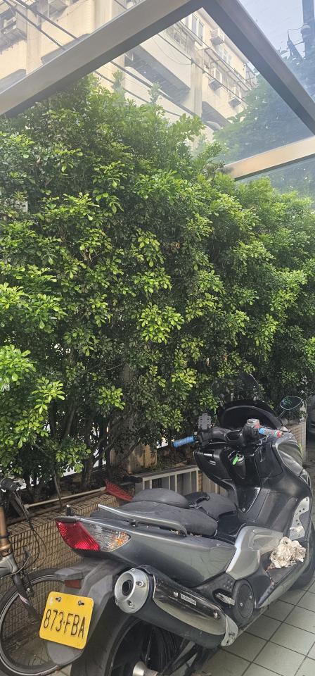 園藝維護案件圖片