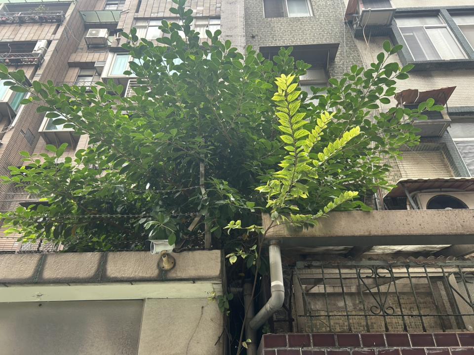 園藝維護案件圖片