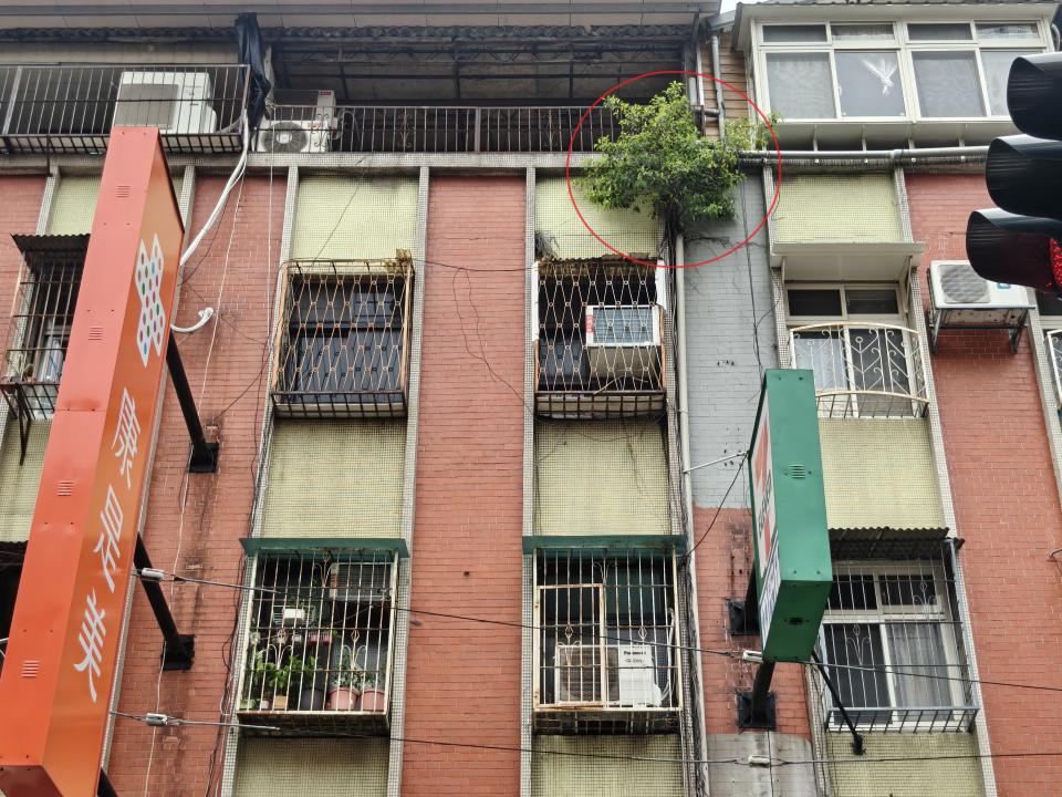 園藝維護案件圖片