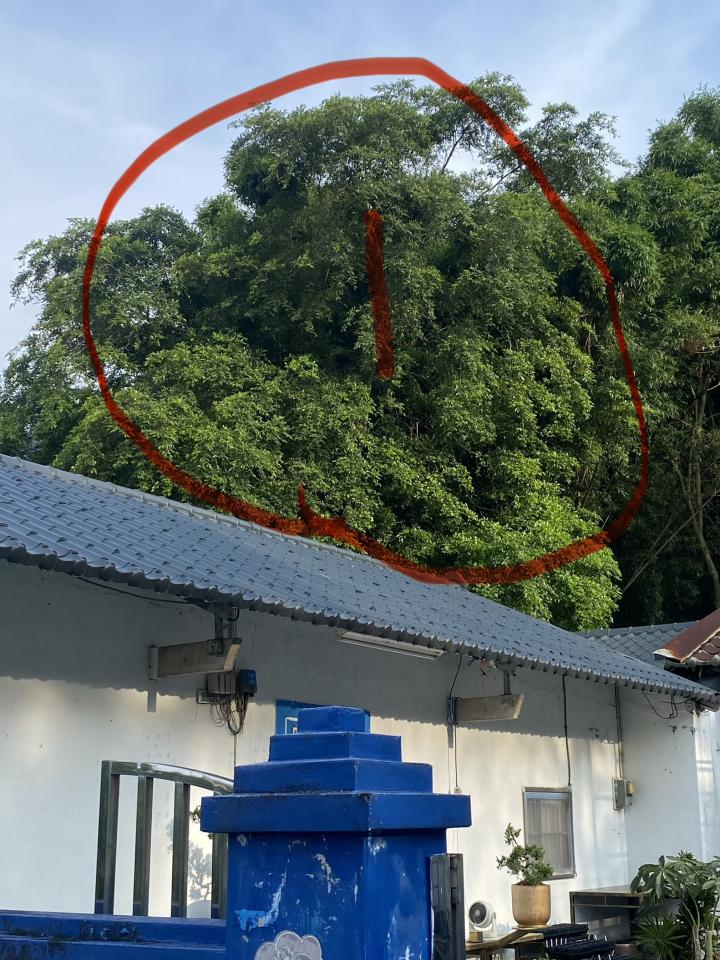 園藝維護案件圖片