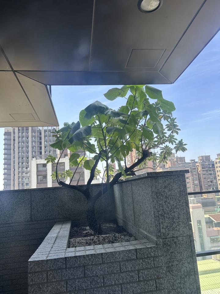 園藝設計案件圖片