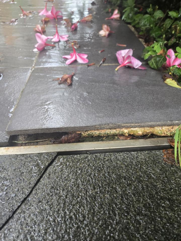 園藝維護案件圖片