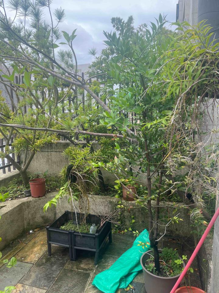 園藝維護案件圖片