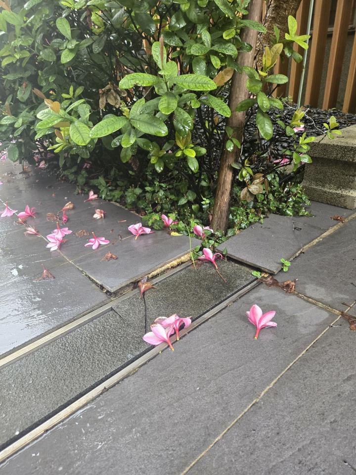 園藝維護案件圖片