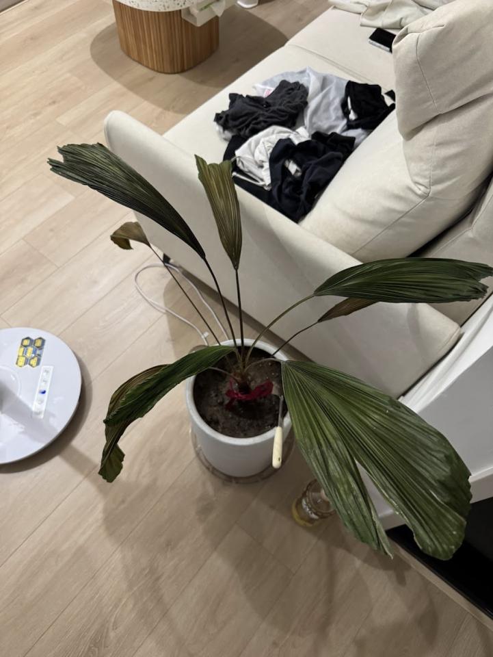 植物診療師案件圖片