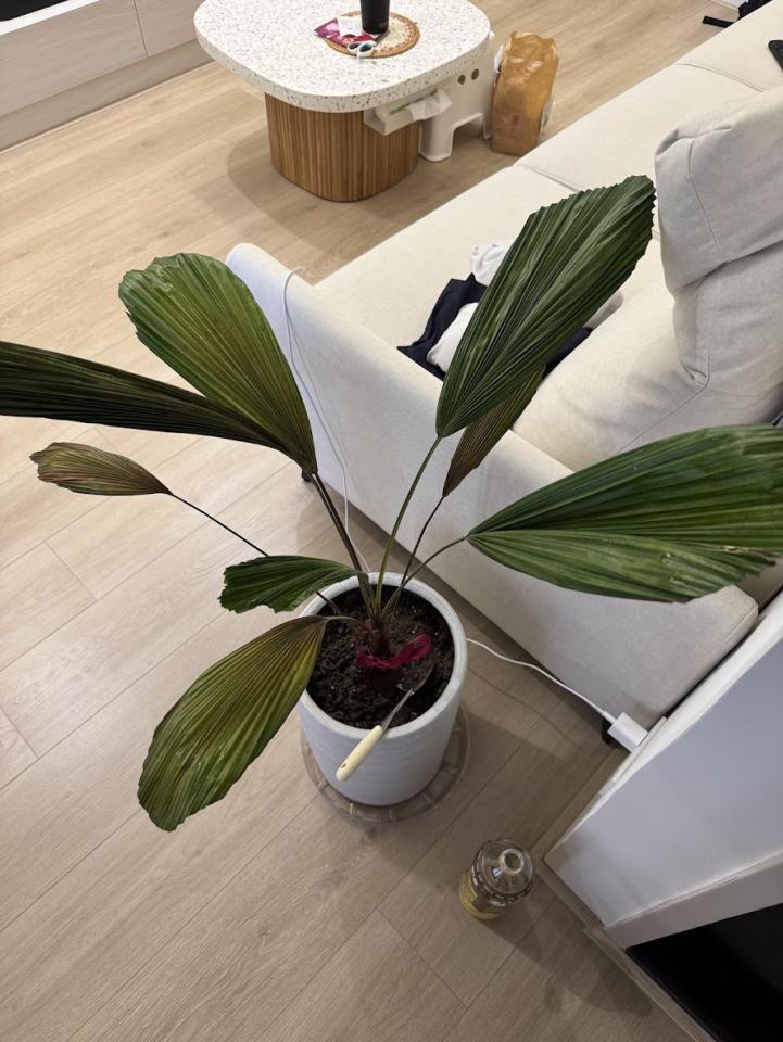 植物診療師案件圖片