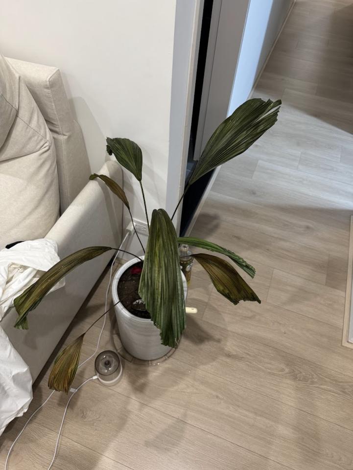 植物診療師案件圖片