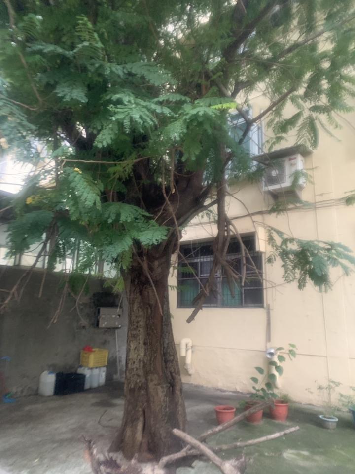園藝維護案件圖片