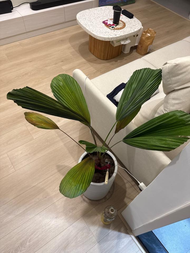 植物診療師案件圖片