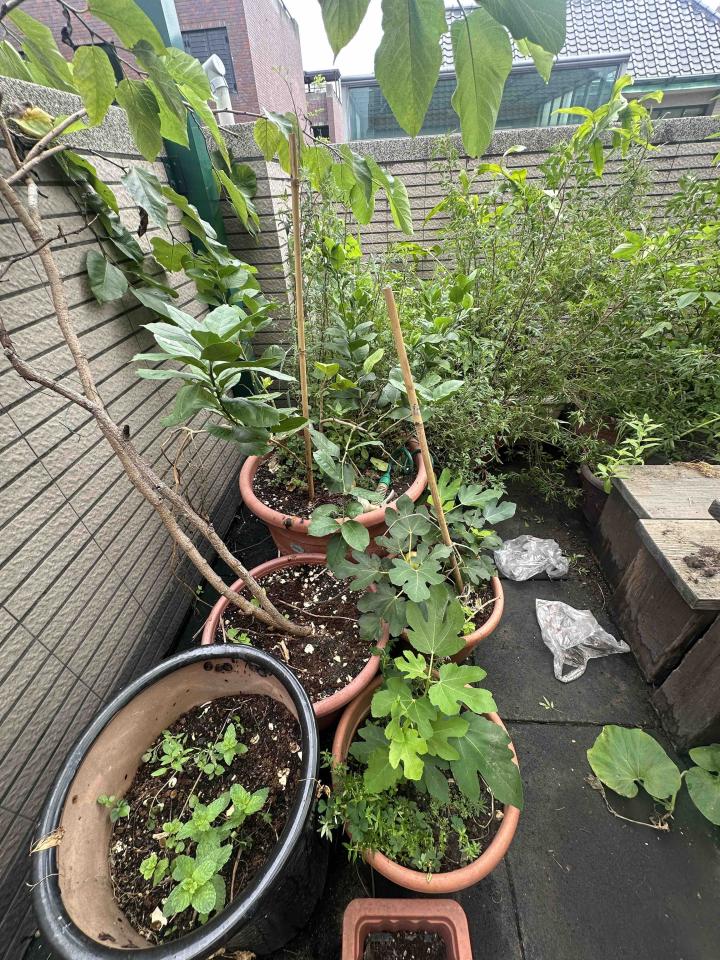 園藝維護案件圖片