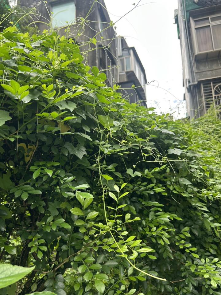 園藝維護案件圖片