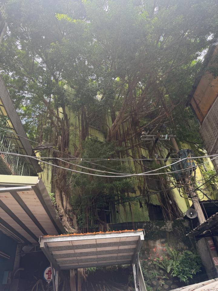 園藝維護案件圖片