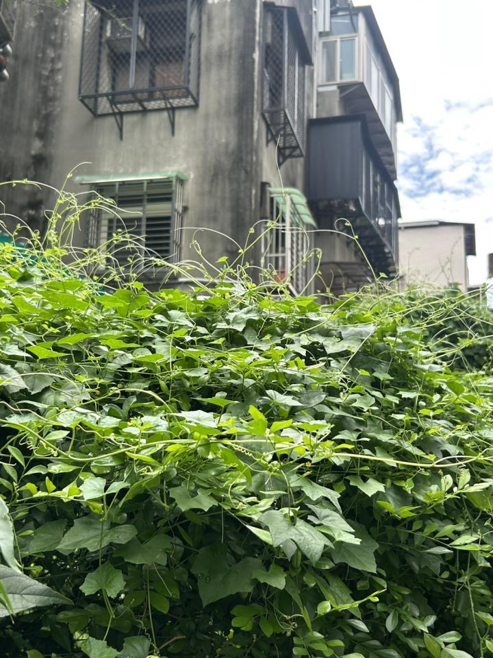 園藝維護案件圖片