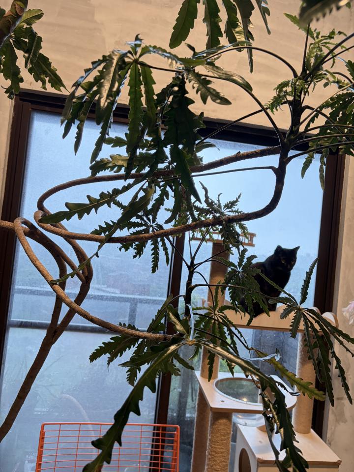 園藝維護案件圖片