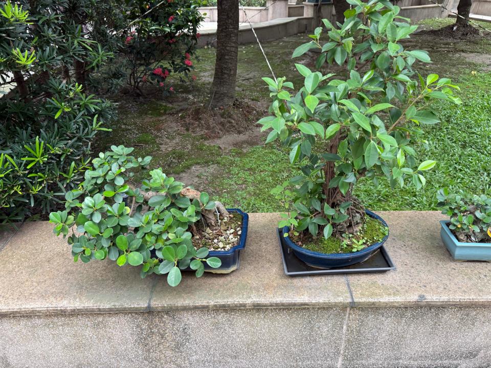 園藝維護案件圖片