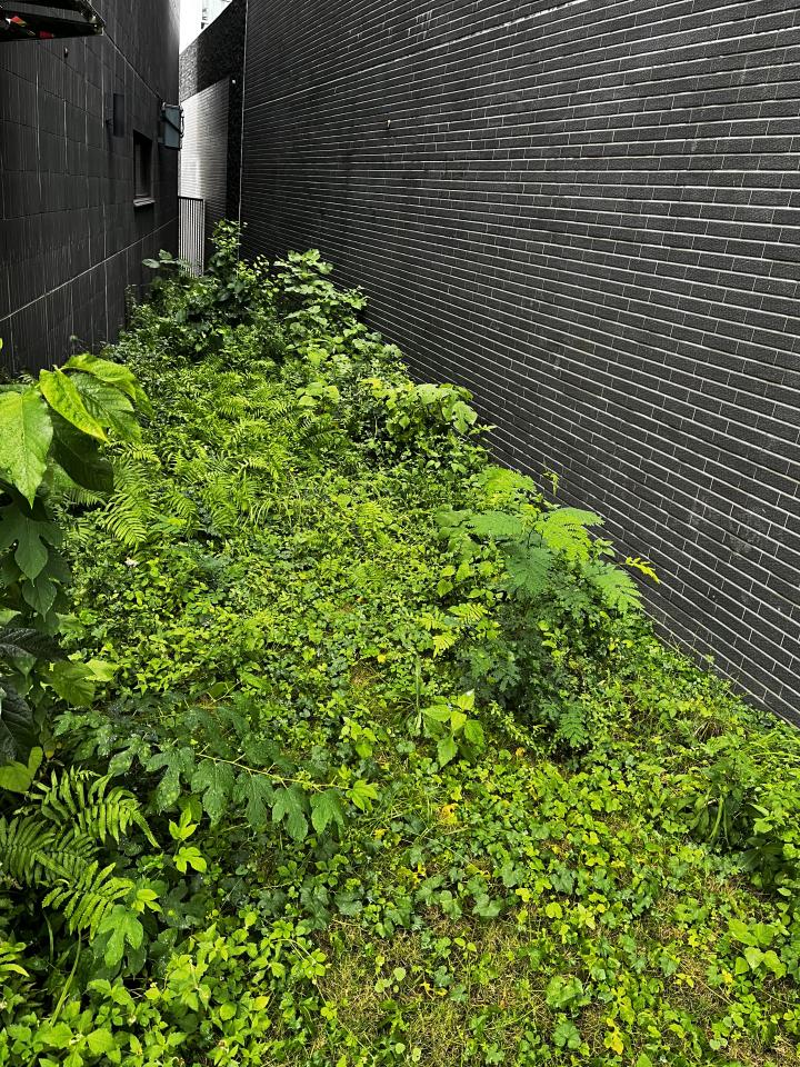 園藝維護案件圖片