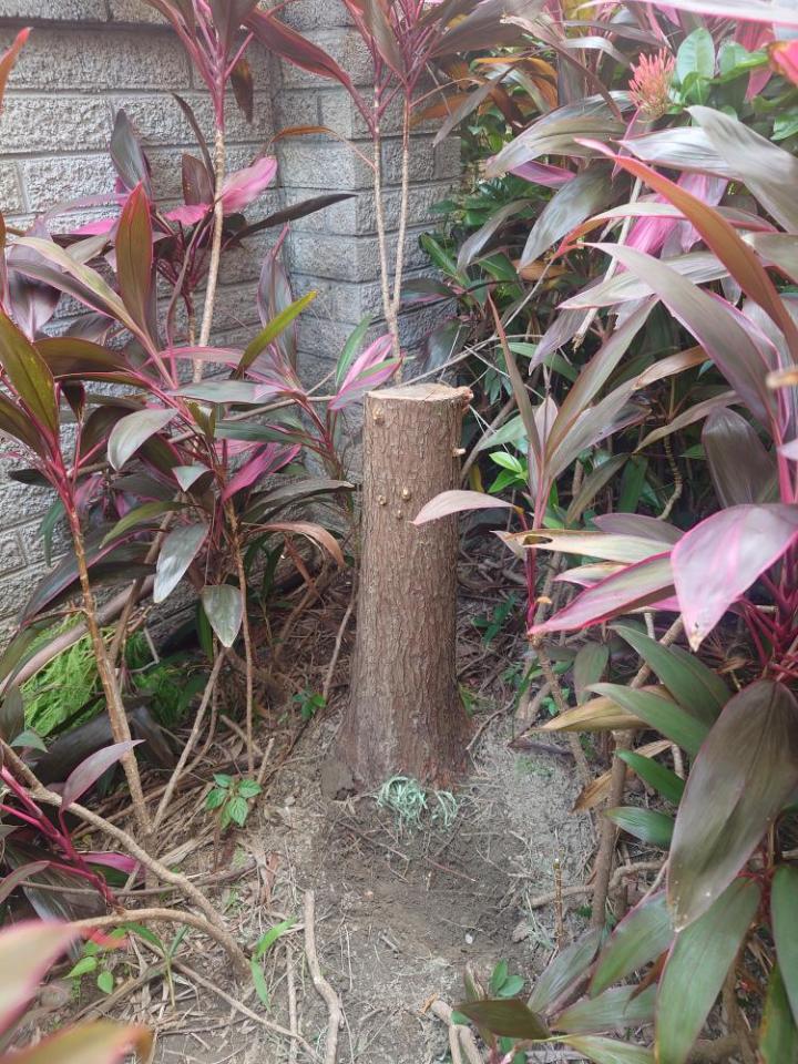 園藝維護案件圖片