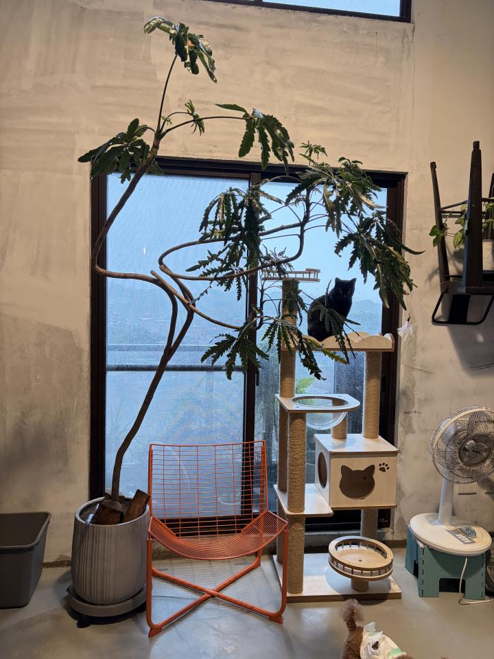 園藝維護案件圖片