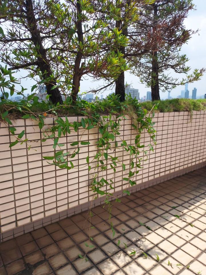 園藝維護案件圖片