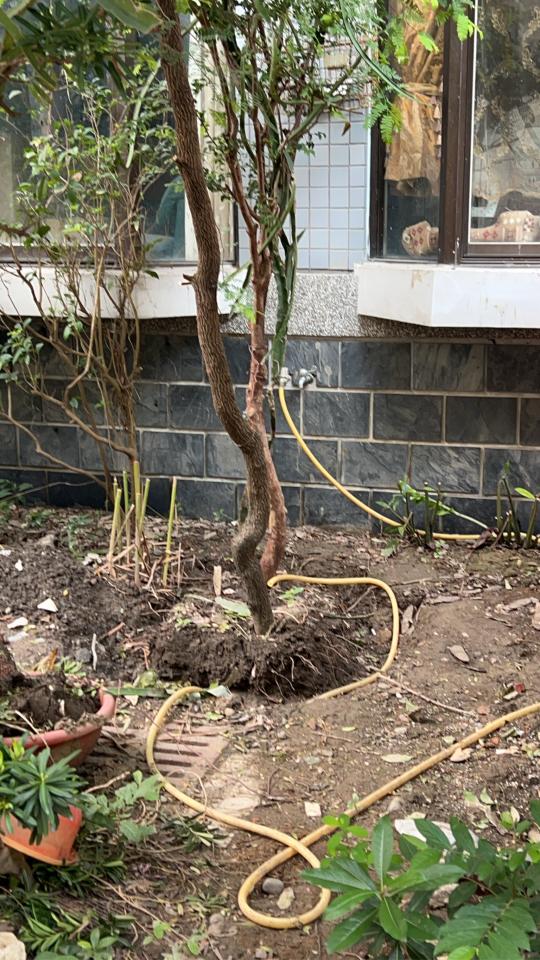 園藝維護案件圖片