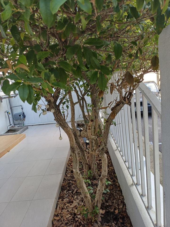植物診療師案件圖片