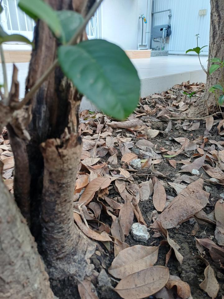 植物診療師案件圖片