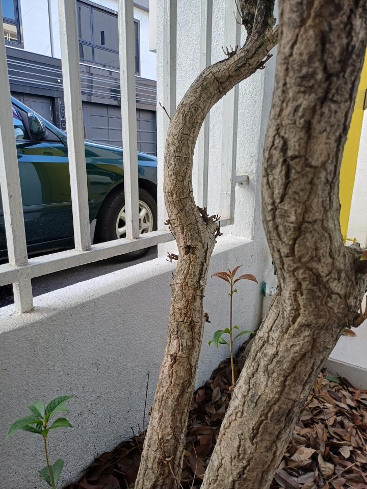 植物診療師案件圖片