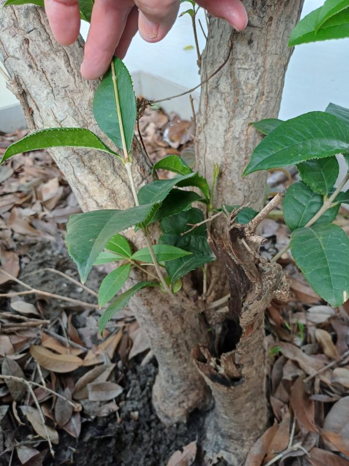 植物診療師案件圖片