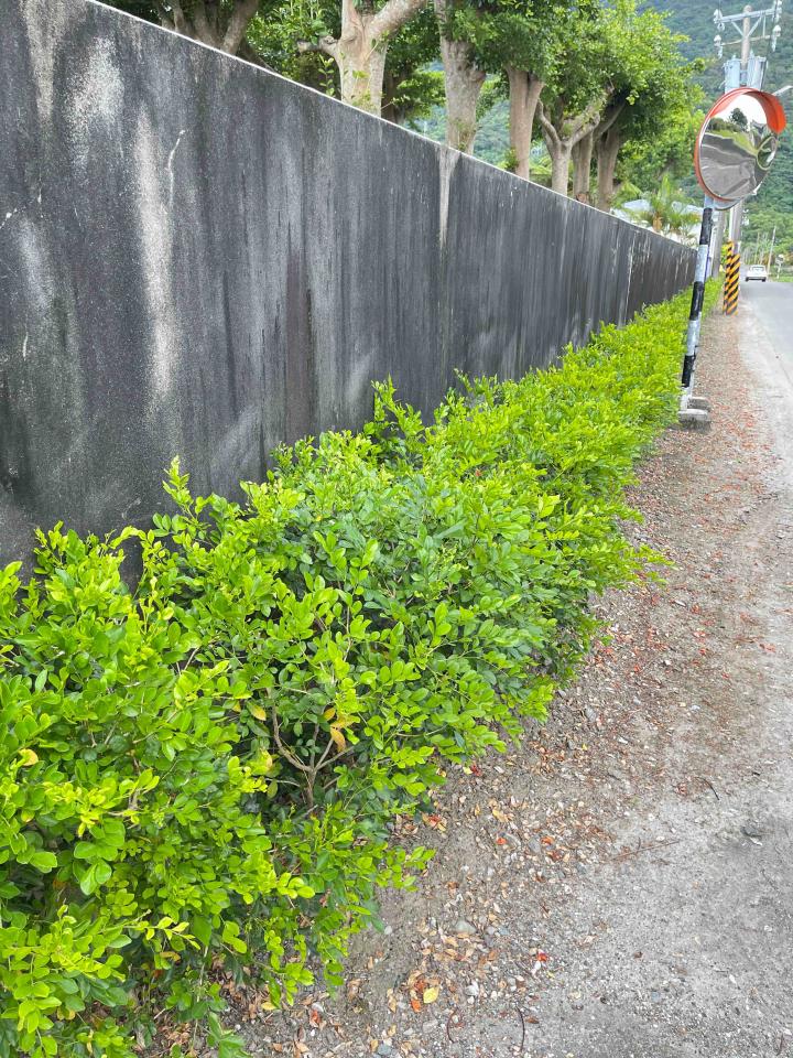 園藝維護案件圖片