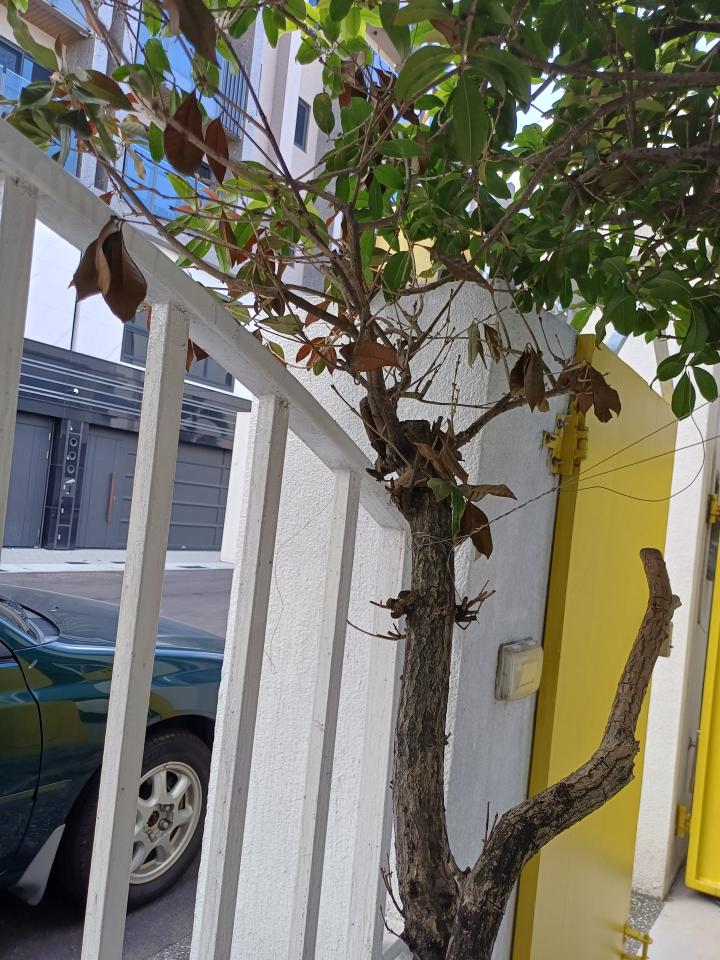 植物診療師案件圖片
