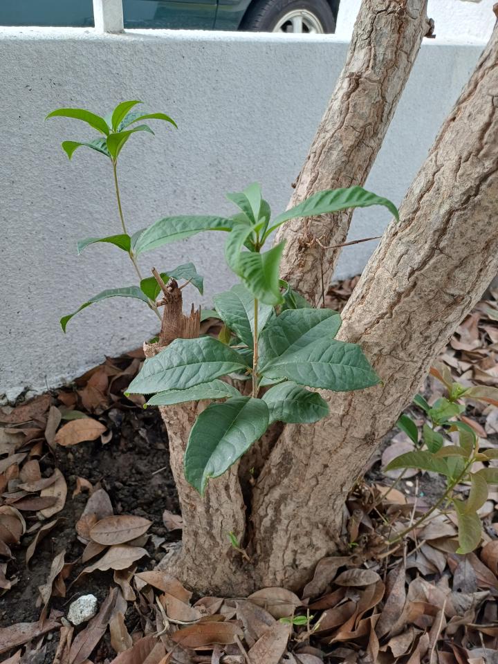 植物診療師案件圖片