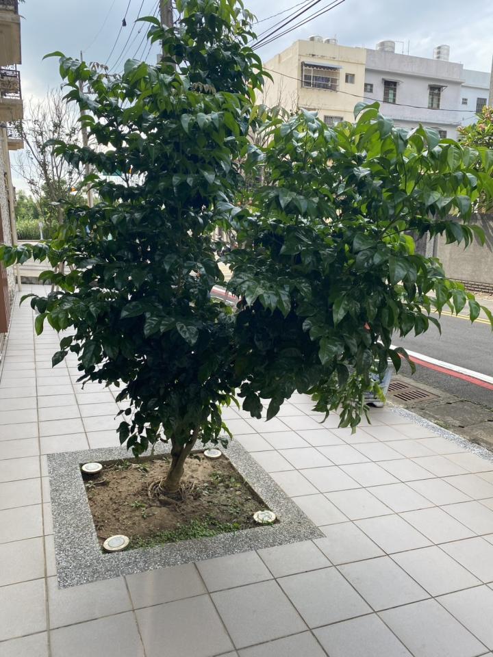 園藝維護案件圖片