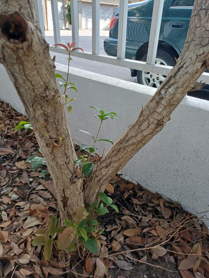 植物診療師案件圖片