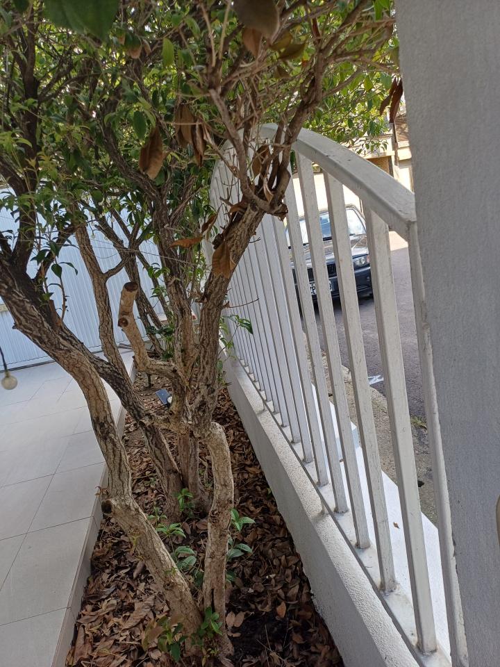植物診療師案件圖片