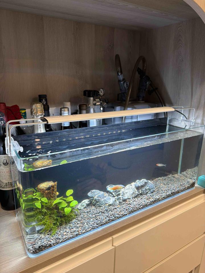 魚缸設計案件圖片
